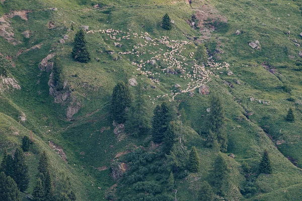 Pastagem Alpina Verde Com Rebanho Ovelhas Lados Íngremes Uma Montanha — Fotografia de Stock
