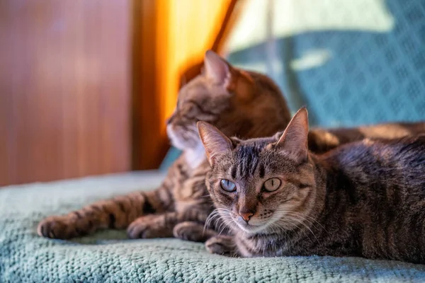 Primer Plano Gato Doméstico — Foto de Stock