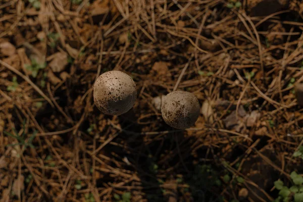 스페인의 나르데 제타스 생태학 공원에서 자라고 버섯들 보이는 — 스톡 사진
