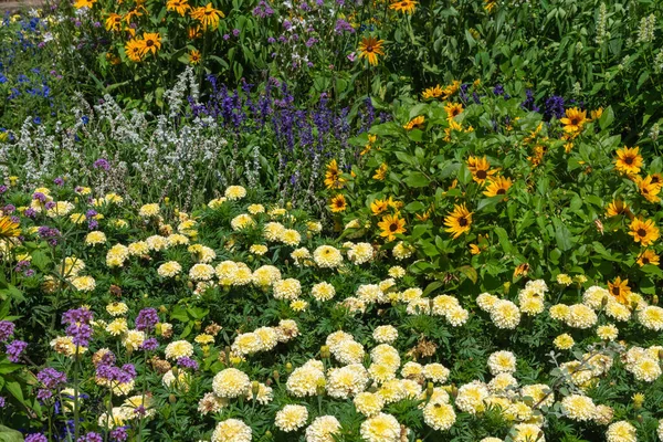 Ein Garten Mit Verschiedenen Bunten Blumen — Stockfoto