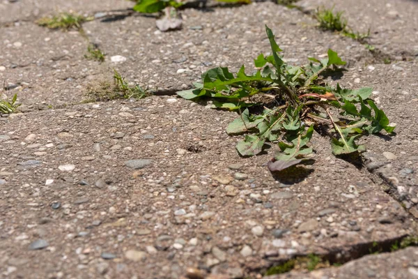コンクリートの溝を通って成長する植物のクローズアップショット — ストック写真