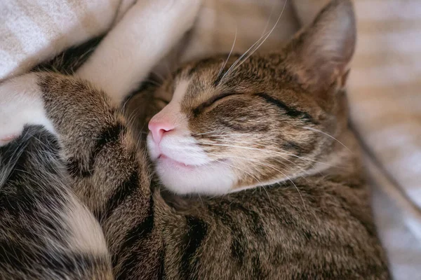 Little Sweet Cat While Sleeping Blanket Bed House — Stock Photo, Image