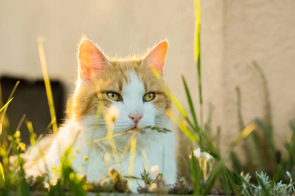 一只猫躺在室外草地上的选择性镜头 — 图库照片