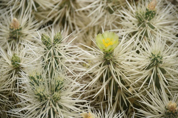 Uma Vista Para Jardim Cacto Guatiza Espanha — Fotografia de Stock