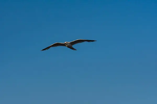 Pássaro Gaivota Com Asas Abertas Voando Céu Azul — Fotografia de Stock