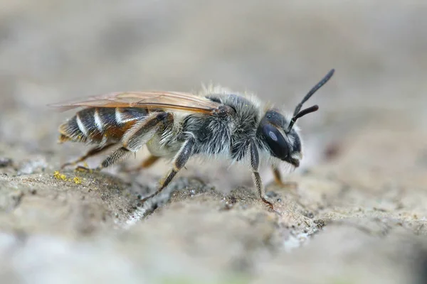 Een Vrouwelijke Rode Buik Mijnwerker Grond — Stockfoto