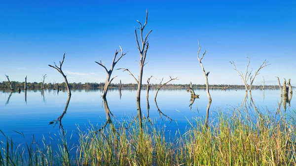 Het Schilderachtige Lake Mulwala Australië Weerspiegelt Dode Bomen Gras — Stockfoto