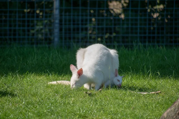 Ein Albino Känguru Mit Einem Joey Der Freien Weidet — Stockfoto