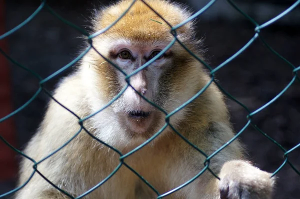 動物園の檻の中の白い猿 — ストック写真