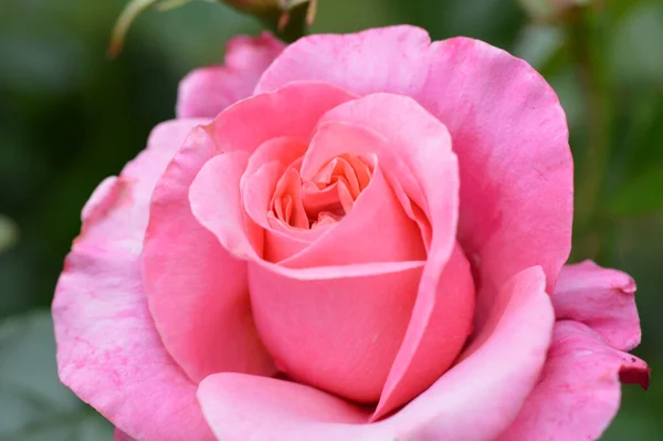 Sebuah Gambar Close Seup Dari Mawar Merah Muda Pada Latar — Stok Foto