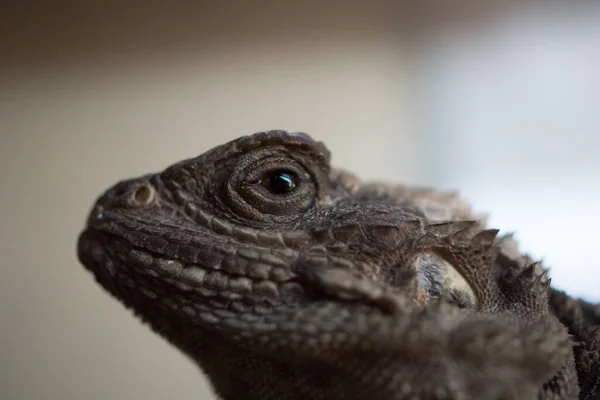 Lagarto Iguana Selvagem Zoológico — Fotografia de Stock