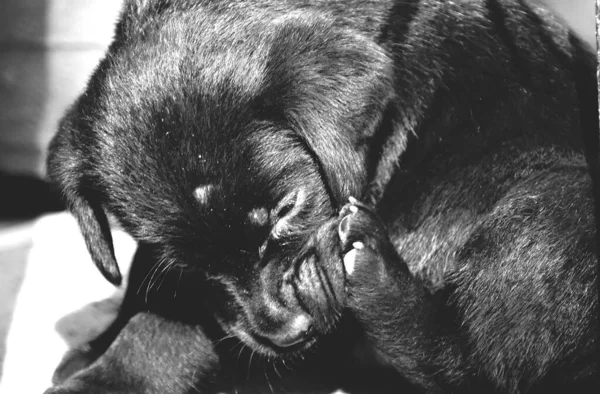 Närbild Svart Labrador Valp — Stockfoto