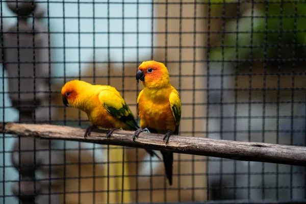 Hermoso Sol Brillante Conure Loros Jaula —  Fotos de Stock