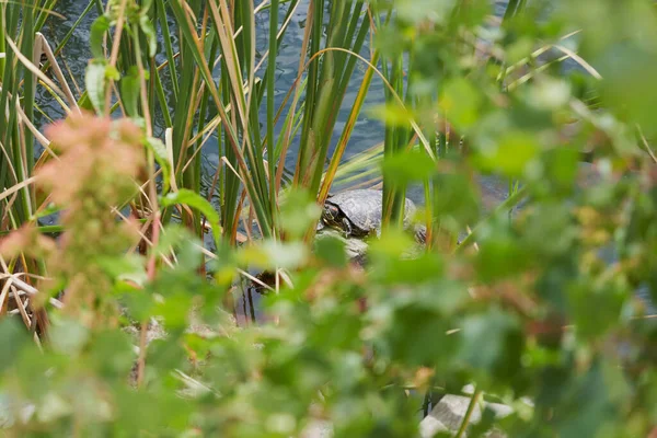 Wasserschildkröte Sonnt Sich Entspannt Auf Einem Stein Mit Vegetation Einem — Stockfoto