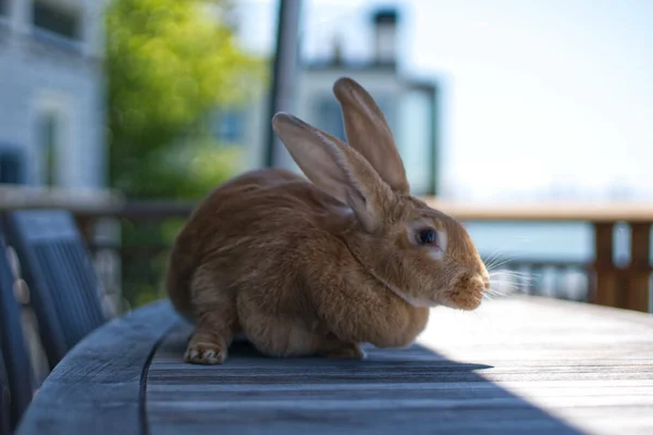 Ein Niedliches Braunes Kaninchen Auf Einem Holztisch Sonnenlicht — Stockfoto