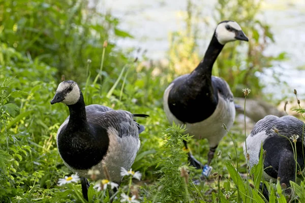 Primer Plano Barnacle Gooses — Foto de Stock