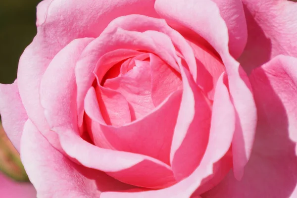 Zbliżenie Pięknej Różowej Róży — Zdjęcie stockowe