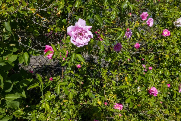 Une Belle Vue Sur Les Roses Jardin Rose — Photo