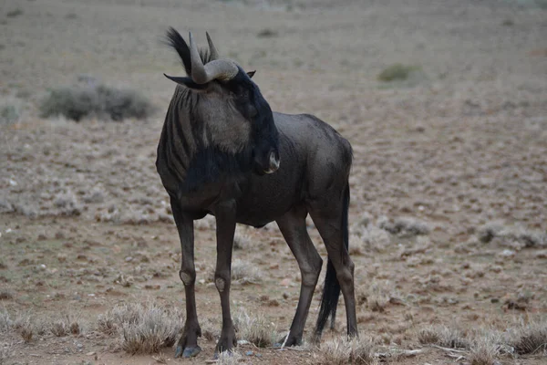 Egy Fekete Gnu Gnu Néz Távolba Egy Sztyeppén Namíbiában — Stock Fotó