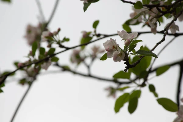 Une Prise Vue Sélective Branches Pommier Fleuries Pleines Fleurs — Photo