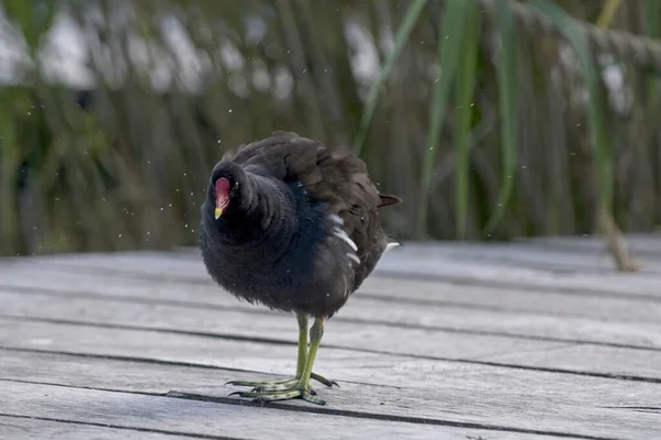 Ένα Κοντινό Πλάνο Της Ευρασίας Moorhen — Φωτογραφία Αρχείου