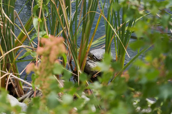 Вода Черепахи Загорать Расслабленной Вершине Камня Растительностью — стоковое фото