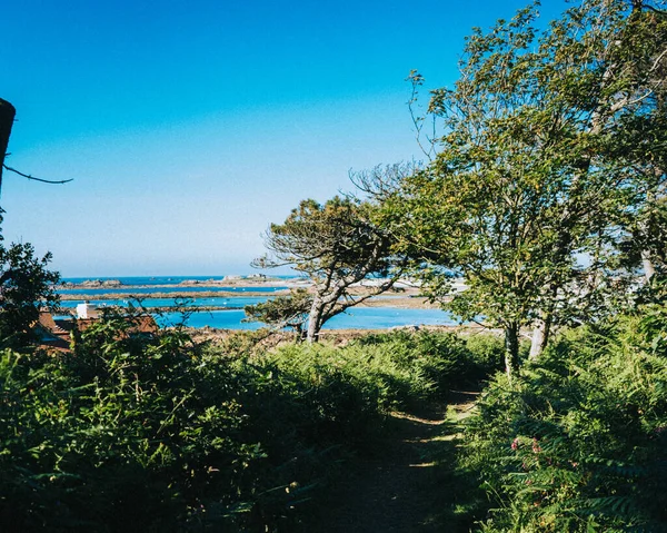 Beautiful View Trees Path Leads Ocean Sunny Day — стоковое фото