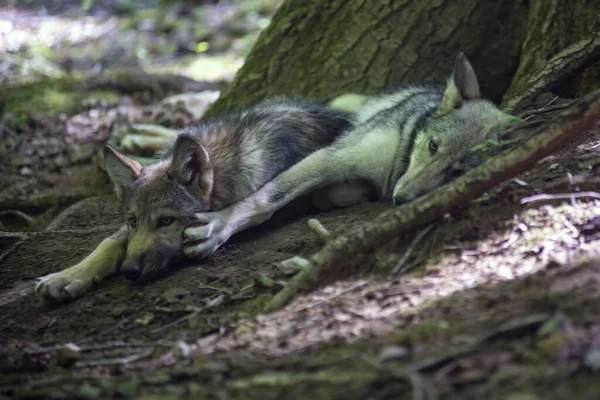 木の下に二人の若い狼が横たわっていた — ストック写真