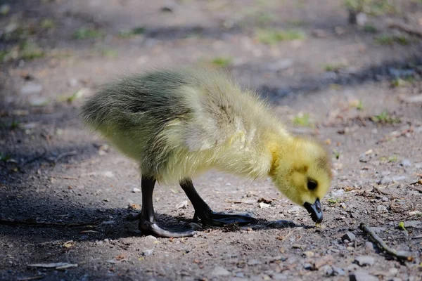 Eine Nahaufnahme Eines Entchens Das Nahrung Aus Dem Boden Pflückt — Stockfoto