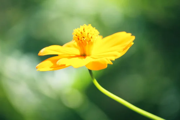 Primer Plano Una Hermosa Flor Cosmos Azufre Con Fondo Verde — Foto de Stock