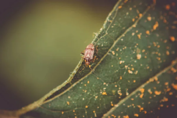 Ein Brauner Käfer Auf Einem Pflanzenblatt Mit Gelbem Pigment — Stockfoto