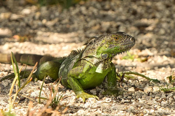 Close Uma Iguana Verde Comum Seu Ambiente Natural — Fotografia de Stock