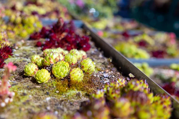 Gros Plan Belles Plantes Succulentes Colorées — Photo