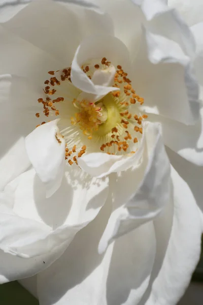 Closeup Beautiful White Rose — Stock Photo, Image