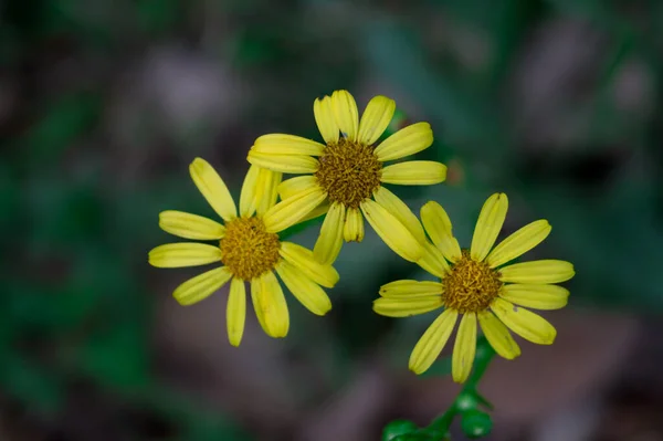 Belle Camomille Gialle Uno Sfondo Sfocato — Foto Stock