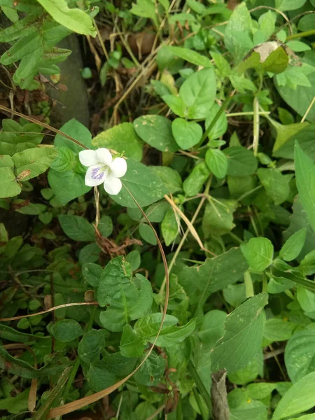 Uma Pequena Flor Branca Crescendo Jardim — Fotografia de Stock