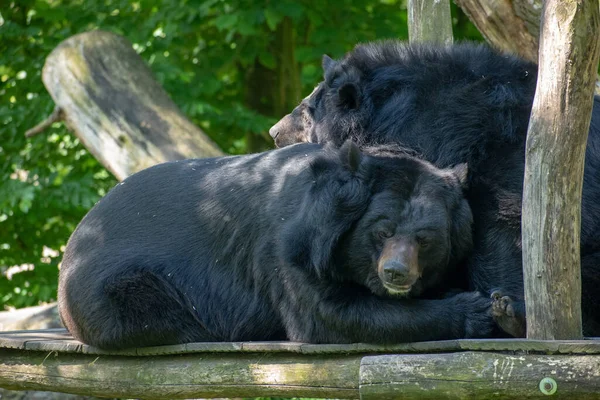 Par Osos Luna Negra Descansando Bosque Del Zoológico —  Fotos de Stock