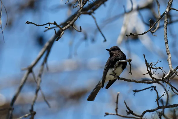 Красивий Знімок Чорного Птаха Файби Сидить Гілці Дерева — стокове фото