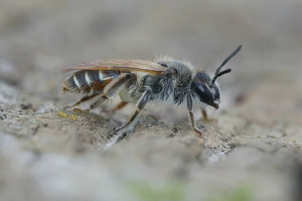 Een Close Shot Van Een Vrouwelijke Roodbuikige Mijnwerker Bij Neergestreken — Stockfoto