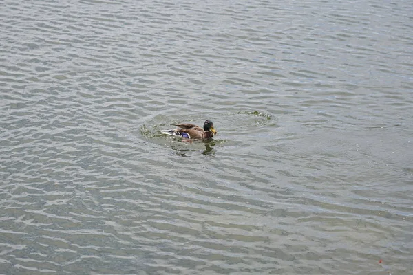 鸭在池塘里游得很放松 — 图库照片