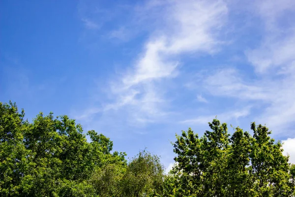Gyönyörű Kilátás Nyílik Zöld Fákra Erdőben Kék Ellen — Stock Fotó