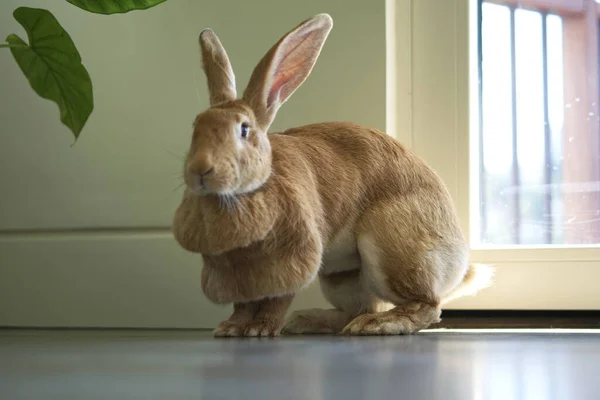 Een Close Shot Van Een Schattig Bruin Konijn Een Vloer — Stockfoto