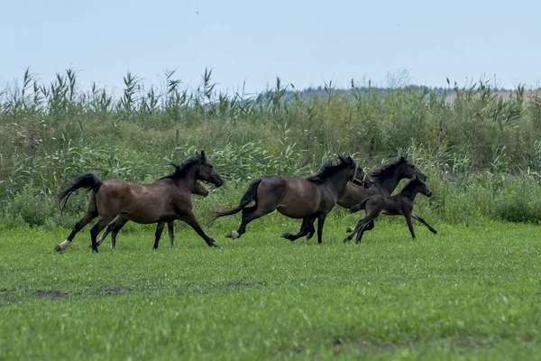 Egy Csapat Fekete Vágtat Mezőn — Stock Fotó