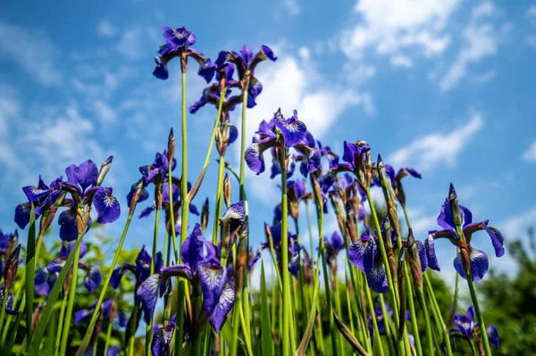 Een Lage Hoek Van Paarse Irissen Het Veld — Stockfoto