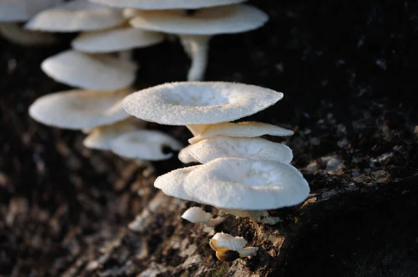 Eine Nahaufnahme Des Wachsenden Phönixpilzes Auf Einer Baumrinde — Stockfoto