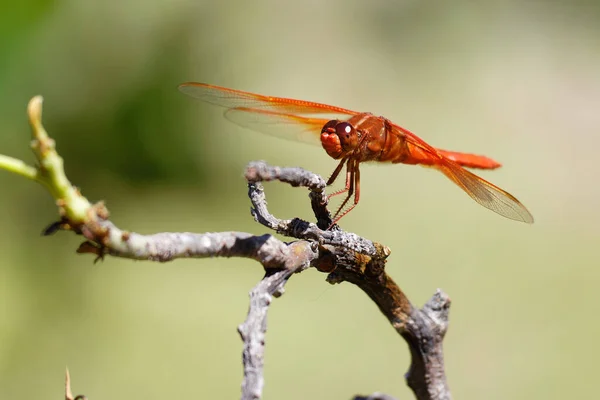 Een Oranje Libelle Een Twijgje — Stockfoto