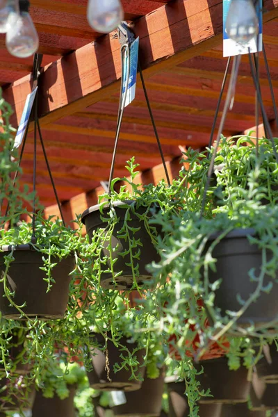 Vertikal Bild Hängande Krukor Sedum Burrito Växter Trädgård — Stockfoto