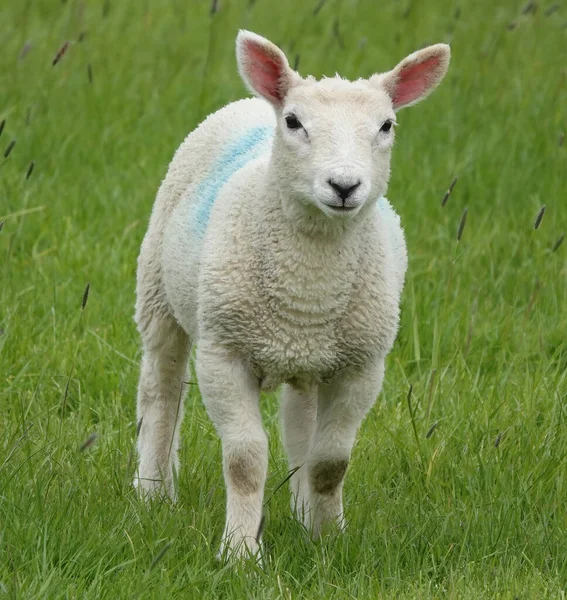 Una Pequeña Oveja Blanca Con Partes Azules Pie Sola Medio —  Fotos de Stock