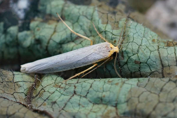 Closeup Shot Eilema Caniola Moth Dry Leaf — Stock Photo, Image