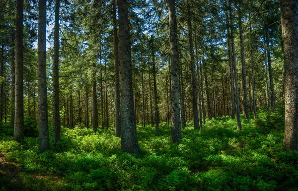 Ağaçlar Yemyeşil Bitkilerle Kaplı Bir Ormanın Manzarası — Stok fotoğraf